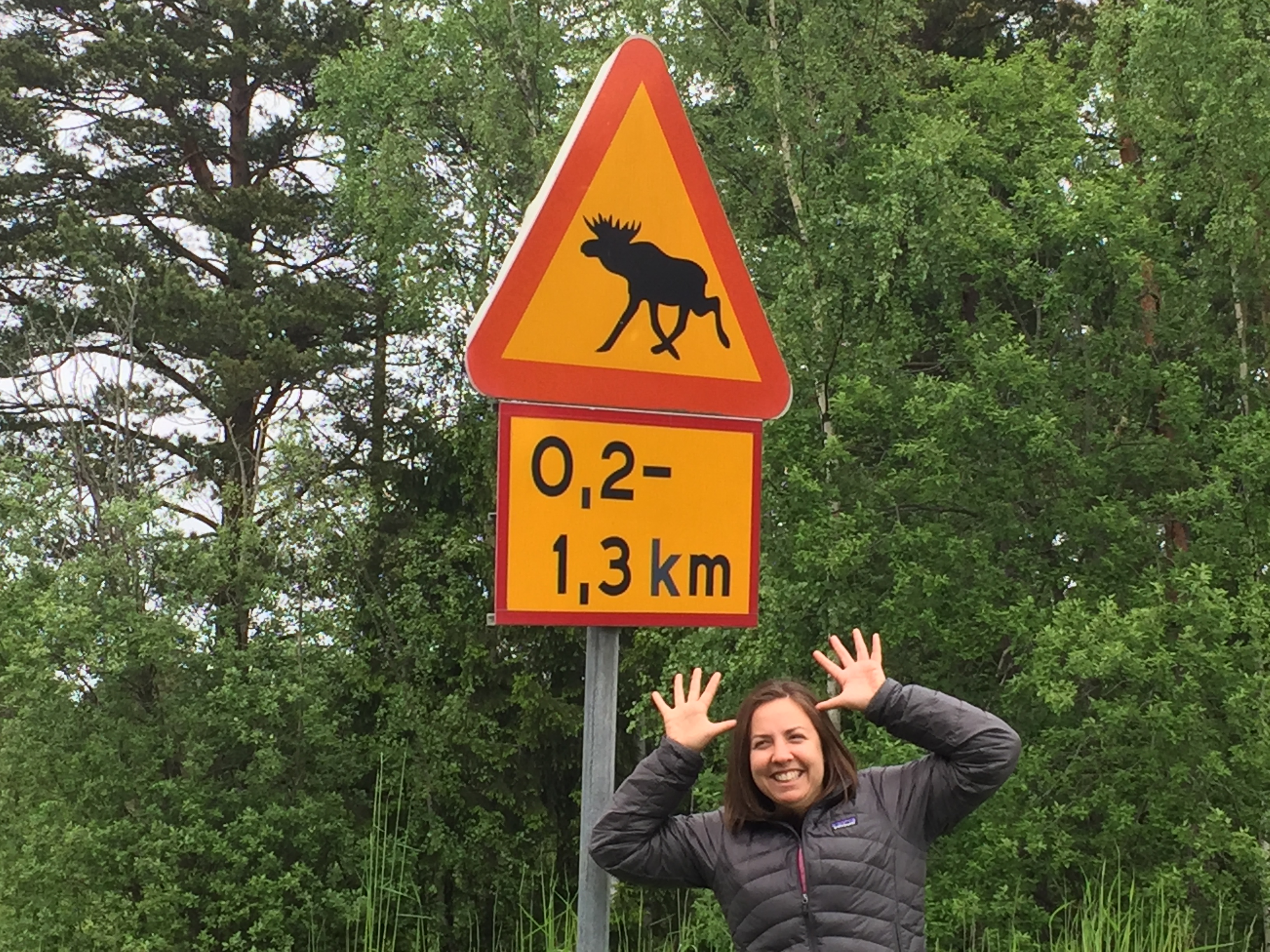 Moose crossing, with moose impersonator Kim!